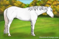 Horse Color:Red Dun Splash Appaloosa 