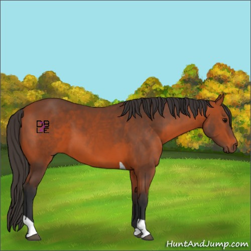 Horse Color:Bay Tobiano Rabicano