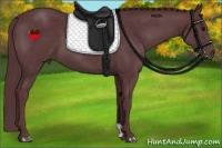 Horse Color:Chocolate Black