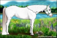 Horse Color:White Spotted Grullo Appaloosa Rabicano