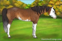 Horse Color:Buckskin Splash 