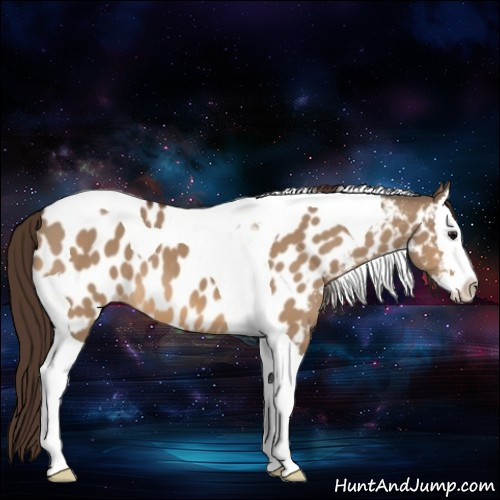 Horse Color:Bay Dun Sabino Splash Tobiano Appaloosa 
