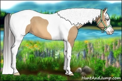 Horse Color:Amber Champagne Splash Tobiano 