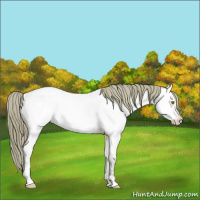 Horse Color:Watercolor Amber Champagne Ice Appaloosa 