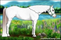 Horse Color:Bay Roan Splash Appaloosa 