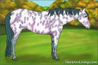 Horse Color:Watercolor Bay Ice Appaloosa 