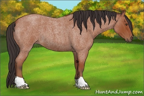 Horse Color:Bay Roan 