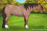 Horse Color:Bay Roan 