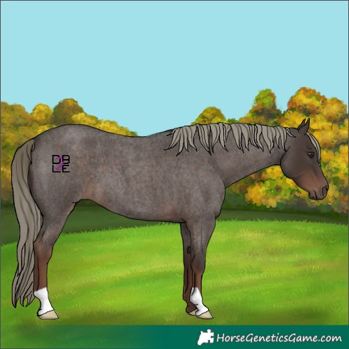 Horse Color:Liver Red Roan Mushroom 