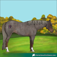 Horse Color:Liver Red Roan Mushroom 