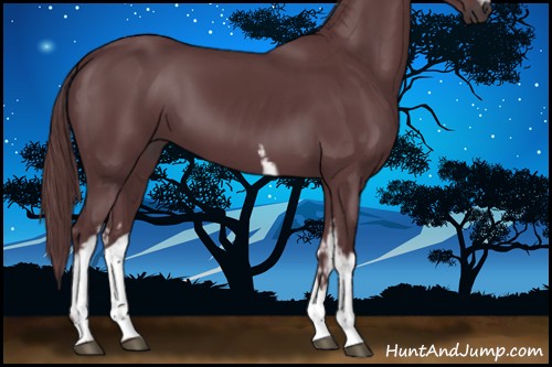 Horse Color:White Spotted Chocolate Black Sabino 
