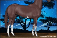 Horse Color:White Spotted Chocolate Black Sabino 