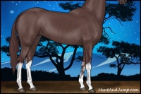 Horse Color:White Spotted Chocolate Black