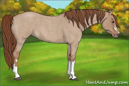 Horse Color:Red Dun Roan Splash Frame Rabicano