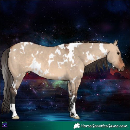 Horse Color:White Spotted Bay Dun