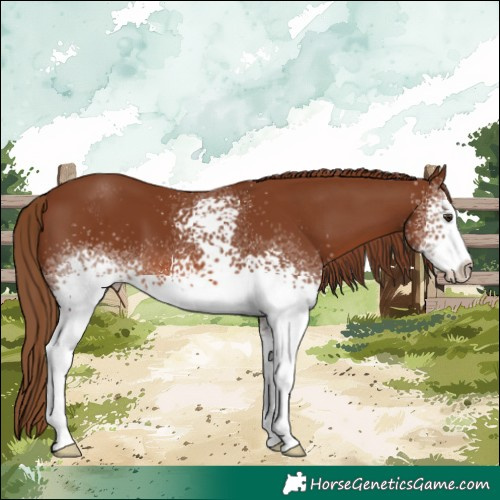 Horse Color:White Spotted Chestnut Sabino 