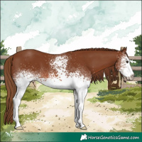 Horse Color:White Spotted Chestnut Sabino 