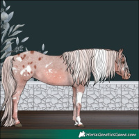Horse Color:Chocolate Palomino Tobiano Frame Appaloosa Rabicano 