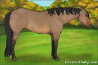 Horse Color:Bay Dun