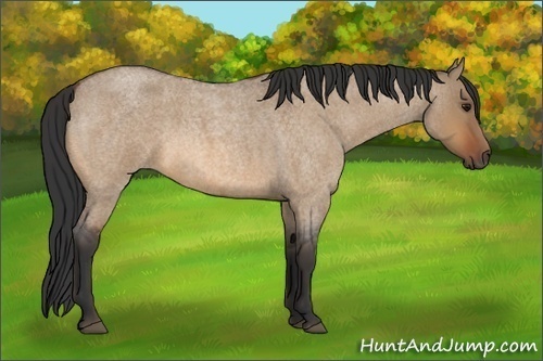Horse Color:Bay Roan Dun