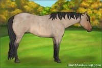 Horse Color:Bay Roan Dun 