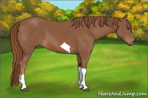 Horse Color:Chestnut Tobiano