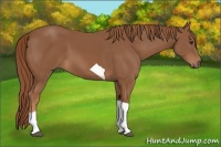 Horse Color:Chestnut Tobiano