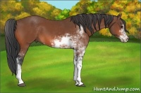 Horse Color:Bay Sabino 