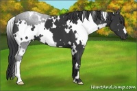 Horse Color:White Spotted Black