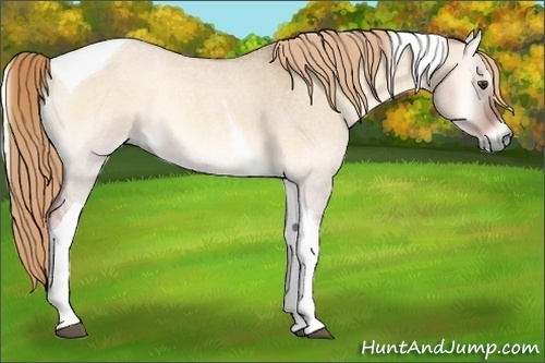 Horse Color:Red Dun Roan Onyx Tobiano 