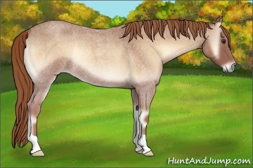 Horse Color:Red Onyx Roan Rabicano 