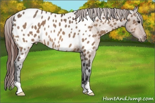 Horse Color:Bay Dun Appaloosa