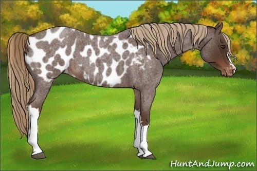 Horse Color:Liver Red Roan Appaloosa 