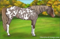 Horse Color:Liver Red Roan Appaloosa 