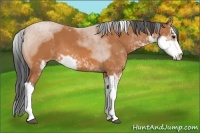 Horse Color:Bay Sabino 