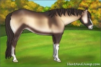 Horse Color:Liver Red Onyx