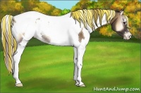 Horse Color:Painted White Spotted Chocolate Palomino Onyx Tobiano Appaloosa Rabicano 