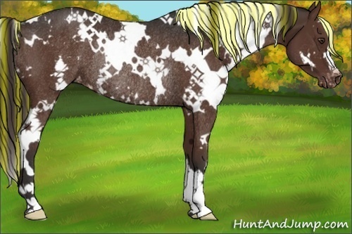 Horse Color:Painted White Spotted Liver Chestnut Varnish Rabicano