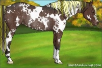 Horse Color:Painted White Spotted Liver Chestnut Varnish Rabicano 