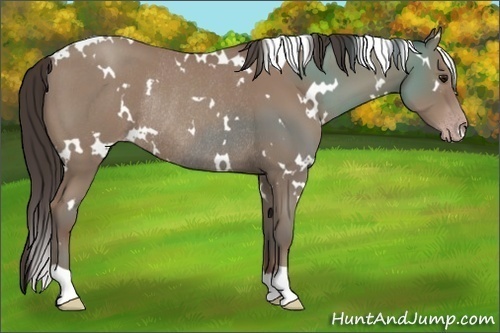 Horse Color:White Spotted Classic Champagne Rabicano 