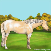Horse Color:Palomino Dun 