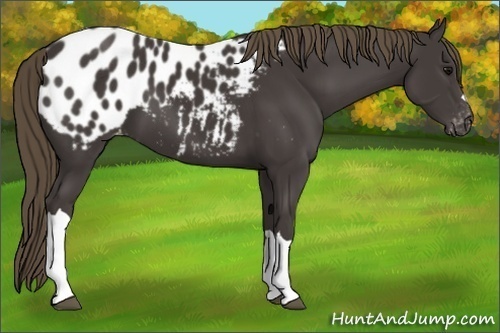 Horse Color:Smoky Black Appaloosa