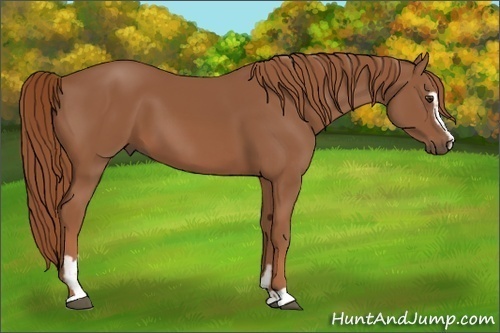 Horse Color:Chestnut Sabino