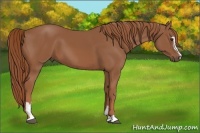 Horse Color:Chestnut Sabino 