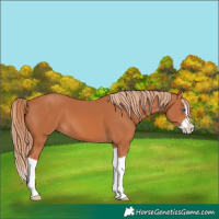 Horse Color:Chestnut Splash 