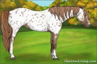Horse Color:White Spotted Liver Red Dun Appaloosa Rabicano 