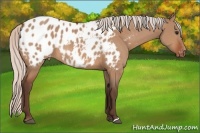 Horse Color:Silver Bay Dun Appaloosa 