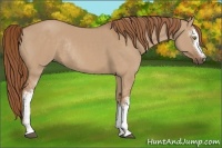 Horse Color:White Spotted Red Dun Rabicano 