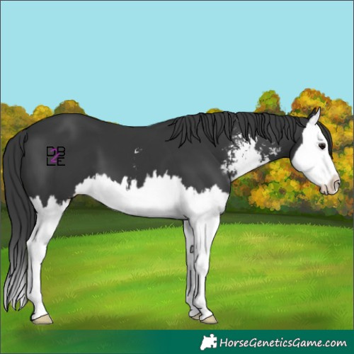 Horse Color:Black Sabino Splash 