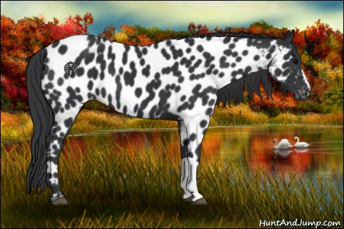 Horse Color:Black Appaloosa